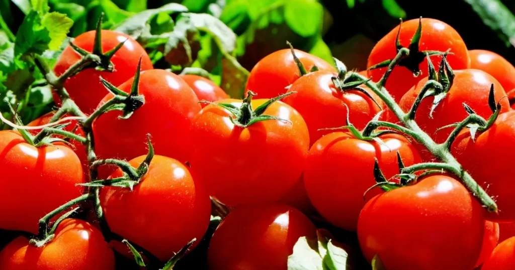 鮮やかな赤色の完熟トマトが青々とした葉とともに描かれた画像。食品業界の成長や健康志向のトレンドを象徴しています。