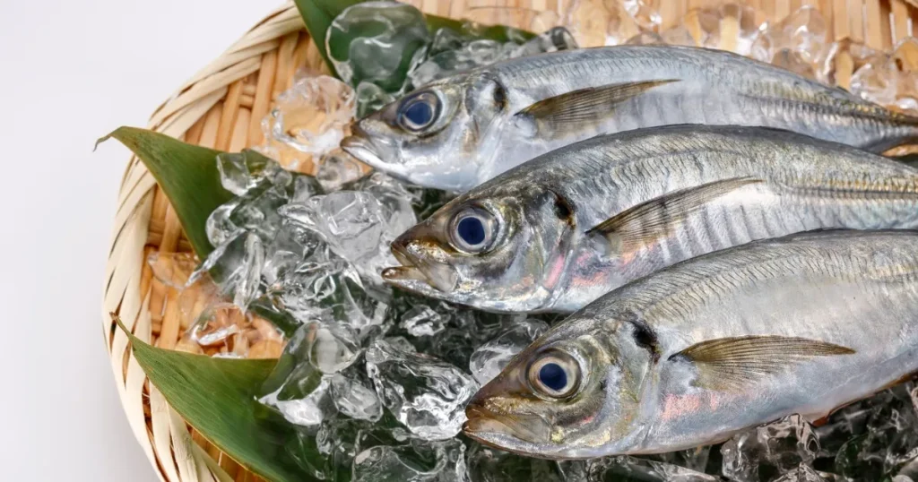 氷を敷いた竹ざるに新鮮なアジが3尾並べられている。寿司職人が求める鮮度や魚の扱いを象徴するビジュアル。